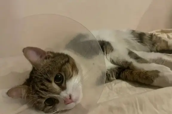 Пропала кошка, Краснодар, розовый ошейник - photo