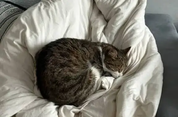 Пропала кошка, Краснодар, розовый ошейник - photo