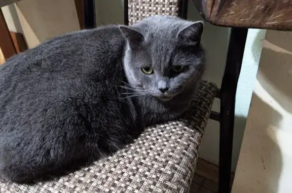 Найдена кошка, Будённовск, фото: Кошка найдена у подъезда, 7, Будённовск