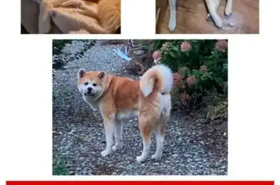 Пропала собака Рыжий, Владивосток - photo