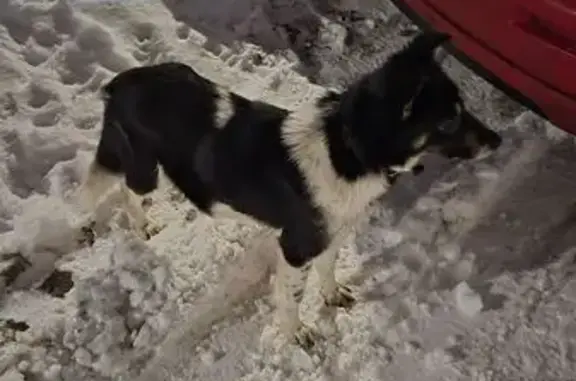 Объявления о пропавших и найденных животных, Всеволожск, фото: Собака найдена: Советская ул., Всеволожск