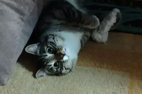 Пропала кошка, Ключевская 17, Улан-Удэ - photo