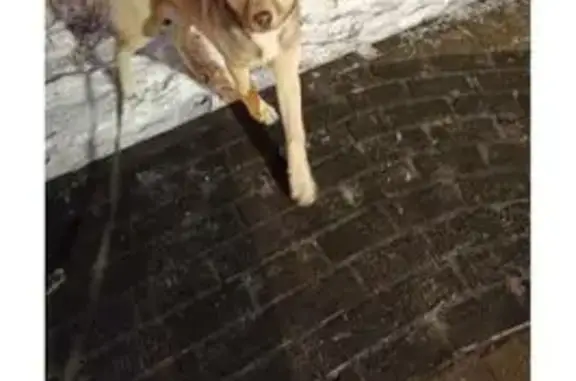 Пропала собака, Тупиковый пр., 60, Тольятти - photo