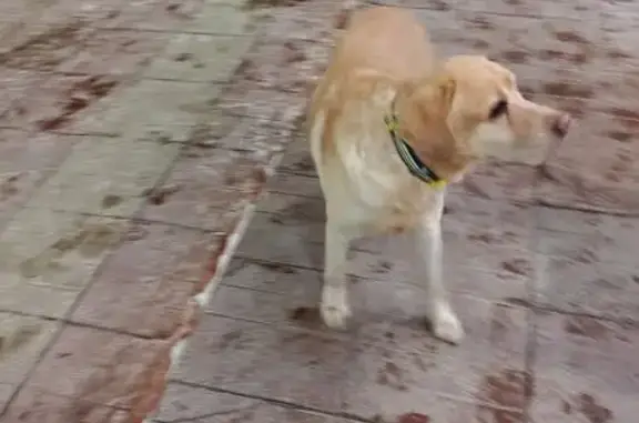 Найдена собака, Ульяновск, фото: Лабрадор найден: Ульяновск, Крымова 11