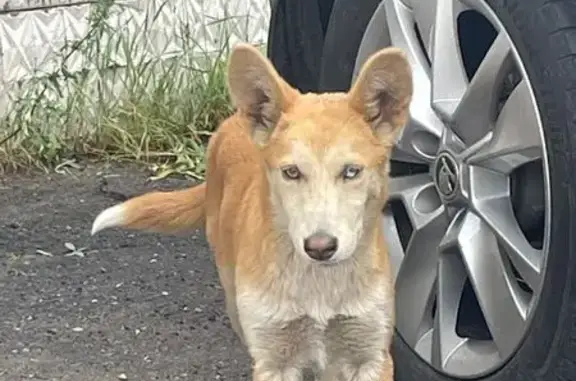 Пропала собака, Трактовая 28А, Иркутск - photo