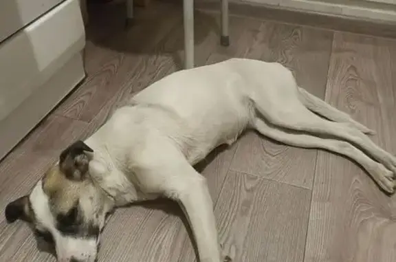 Объявления о пропавших и найденных животных, Междуреченск, фото: Найдена собака, Междуреченск, Кемерово