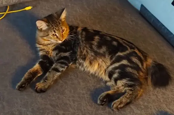 Найдена кошка, пр. Металлургов, 3, Крск - photo