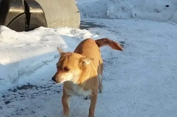 Пропала собака, ул. Космонавтов, Полысаево - photo