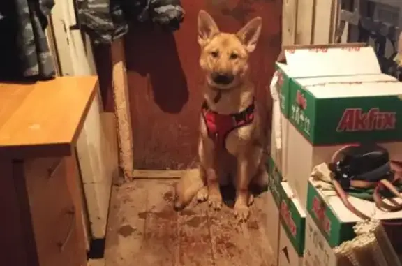 Потерянные животные Пермь, фото: Пропала собака, Петропавловская 18, Пермь