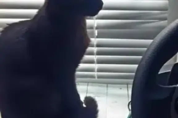 Кошка найдена: ул. Туманова 18, Ярославль - photo