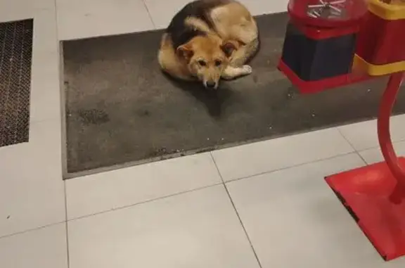 Найдена собака, Ставрополь, фото: Собака найдена в Магните, Бурмистрова 81