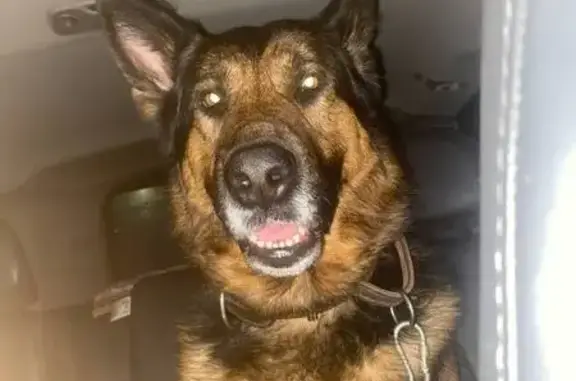 Найдена собака, Снегири, фото: Снегири МО: найден кобель овчарки