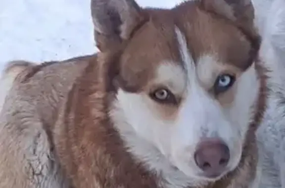 Пропала хаски на Щетинкина, 33, Томск - photo