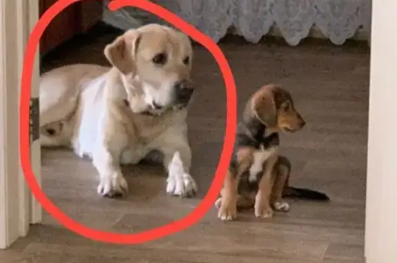 Собаки потеряшки, Наро-Фоминск, фото: Потеряшка собака, Наро-Фоминск, ул. Пушкина