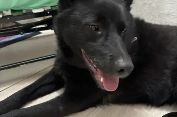 Найдена собака, Прокопьевск, фото: Собака найдена, ул. Обручева, 37