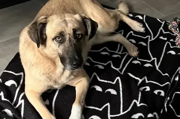 Пропала собака, ул. 51-й Гвард. дивизии, Волгоград - photo