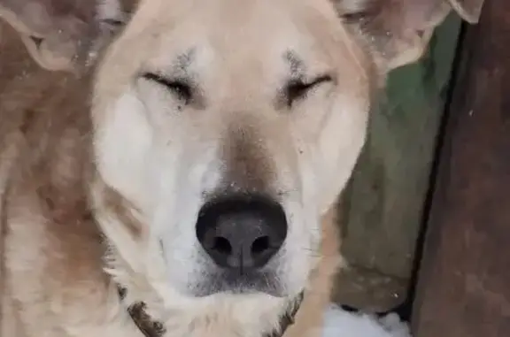 Пропала собака на трассе Иваново-Кинешма - photo