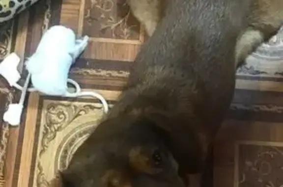 Пропала собака на Солнечной, 5, Железногорск - photo