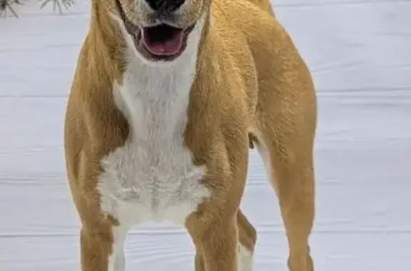 Найдена собака, Гжельского Кирпичного Завода, фото: Метис басенджи найден в пос. Гжельский завод