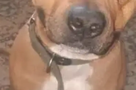 Пропала собака, Ладожская ул., 44, Новокузнецк - photo