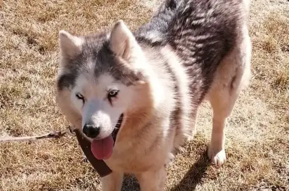 Пропала собака, Ялуторовск, Тюм. обл. - photo