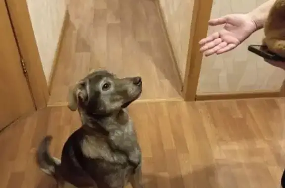 Найдена собака, Новосибирск, фото: Найдена собака, ул. Титова 30, Новосибирск