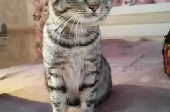 Найденные животные Казань, фото: Найдена кошка, ул. Братьев Касимовых, 48