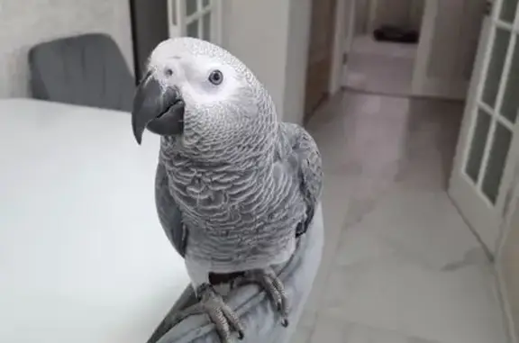 Пропал жако, ул. Стахановцев, Троицк - photo