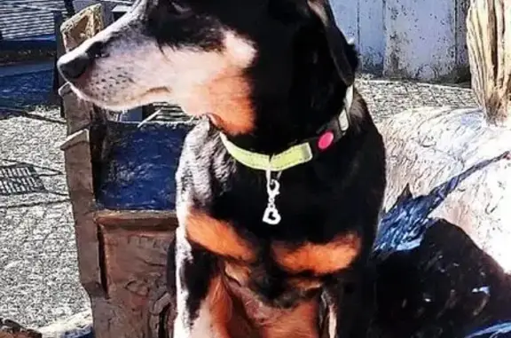 Собаки потеряшки, Калининград, фото: Потеряшка собака, Типографская ул., Калининград