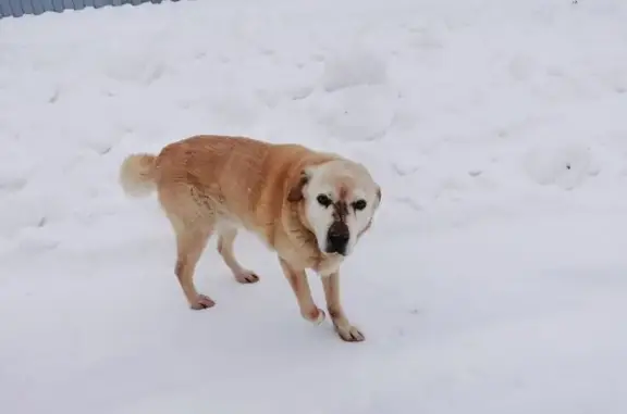 Найдена собака, Окское, фото: Собака найдена в СНТ Автомобилист, Рязань