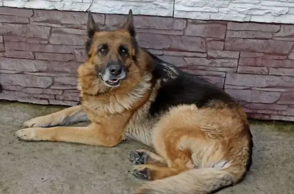 Пропала овчарка, ул. Николенко 182, Канск - photo