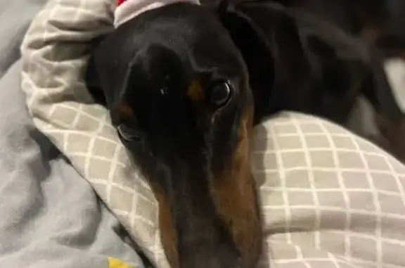 Пропала собака, ул. 50 лет Октября, 15 - photo