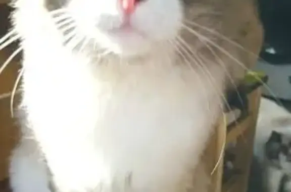 Пропала кошка, ул. Крупской 43, Балаково - photo