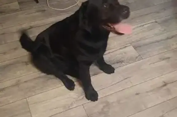 Объявления о пропавших и найденных животных, Минусинск, фото: Лабрадор найден: Спортивная ул., 2, Минусинск