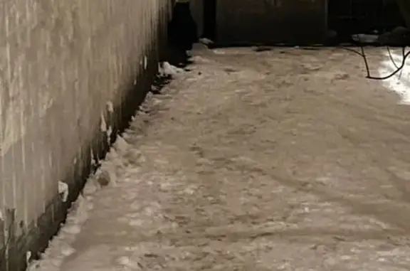 Найдена кошка, Москва, фото: Кошка найдена, ул. Молдагуловой, 3 к1