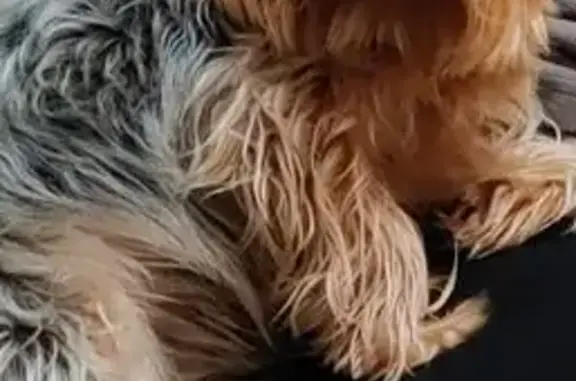 Собаки потеряшки, Волгодонск, фото: Потеряшка собака, ул. Горького, Волгодонск