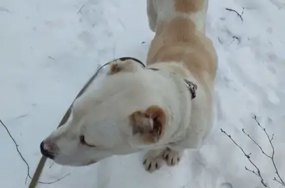 Найдена собака, Ямищево, фото: Алабай найдена на Заречной в Ямищево