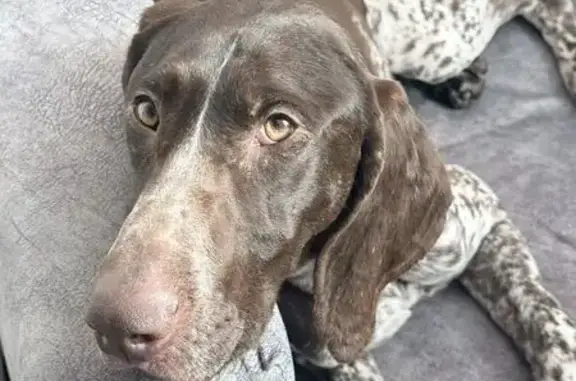 Найденные животные Новомарьевская, фото: Найдена собака, хутор Нижнерусский