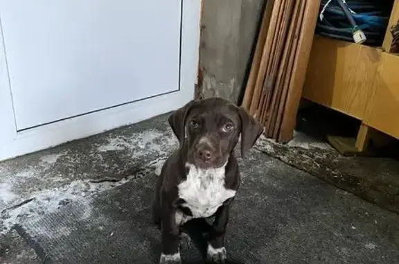 Пропала собака, ул. Фрунзе 1, Ставрополь - photo