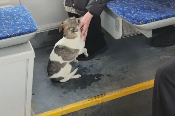 Найденные животные Челябинск, фото: Собака найдена в трамвае, пл. Комсомольская