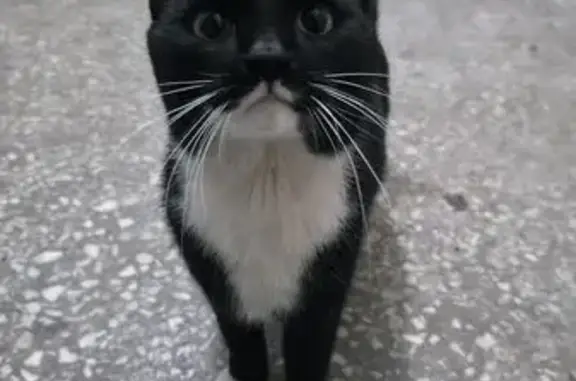 Объявления о пропавших и найденных животных, Екатеринбург, фото: Кошка найдена: Белореченская 22, Екб