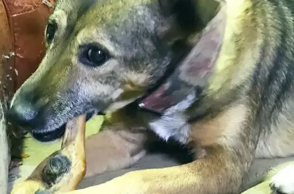 Пропала собака, Волгоградская 88А, Саранск - photo