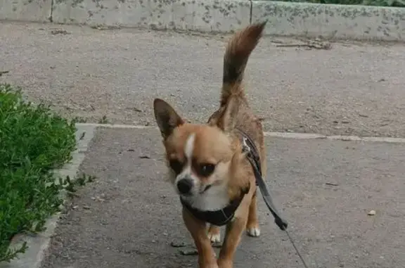 Пропала собака, Киевская ул., 86А - photo