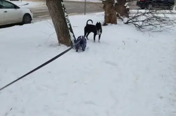 Объявления о пропавших и найденных животных, Ростов-на-Дону, фото: Собака амстаф на Козлова 65В, Ростов-на-Дону