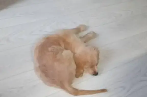 Пропала собака, ул. Павловича 13, Хабаровск - photo