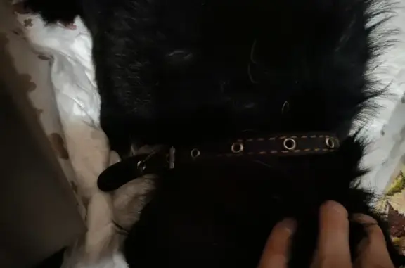 Найденные животные Рейник, фото: Найдена черная собака, Лесная ул., Рейник