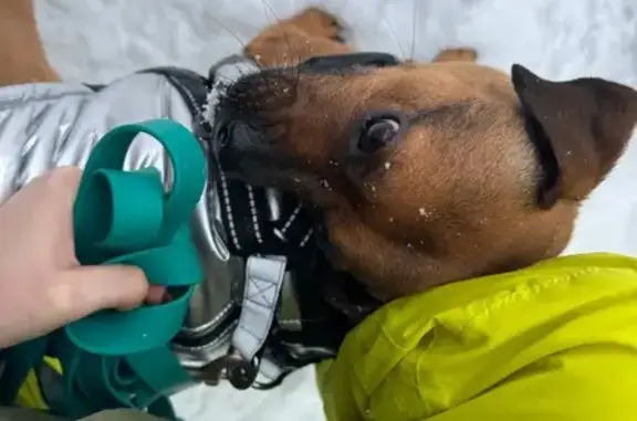 Найдена собака, Майкоп, фото: Собака найдена, ул. Патриса Лумумбы