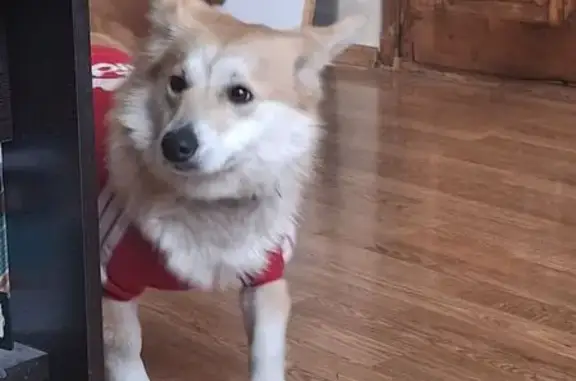 Объявления о пропавших и найденных животных, Ростов-на-Дону, фото: Собака найдена у Р-280, Ростов-на-Дону