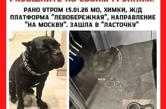 Найдена собака, Химки, фото: Собака найдена на ул. Чайковского, Химки