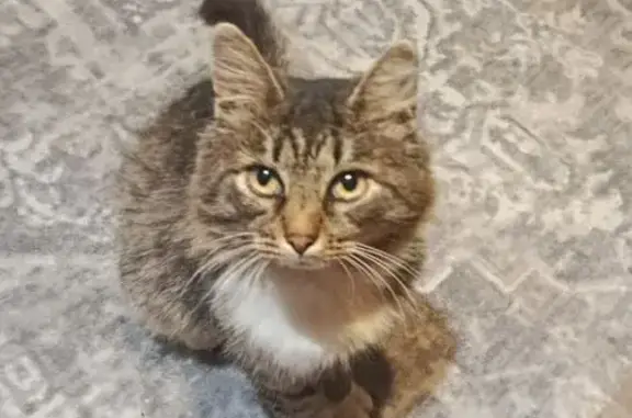 Кошки потеряшки, Кострома, фото: Потеряшка кошка, ул. Юных Пионеров, 77